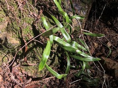 Pyrrosia confluens