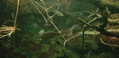 African Knifefish photo 5