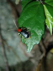 Trichobalya bowringii