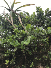 Kadua