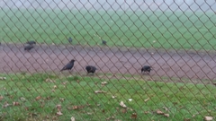 Corvus brachyrhynchos