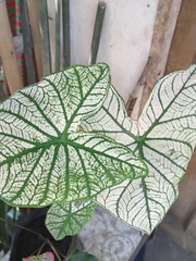 Caladium bicolor