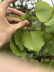 Cheirodendron platyphyllum