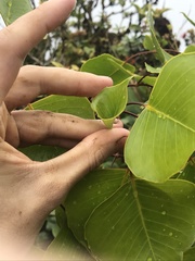 Cheirodendron platyphyllum