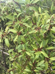 Metrosideros tremuloides