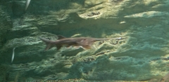 Polyodon spathula