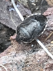 Holcostethus tristis