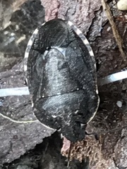 Holcostethus tristis