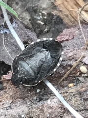 Holcostethus tristis