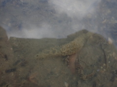 Flabelligera bicolor