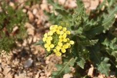 Biscutella cichoriifolia