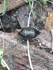 Holcostethus tristis