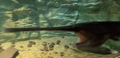 Polyodon spathula