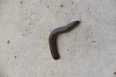 Acanthoiulus fuscipes