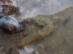 Flabelligera bicolor