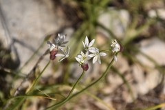 Allium subhirsutum