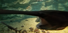 Polyodon spathula