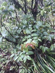 Antidesma platyphyllum