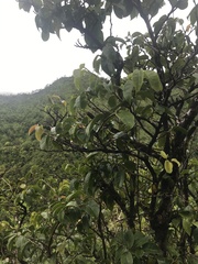 Antidesma platyphyllum