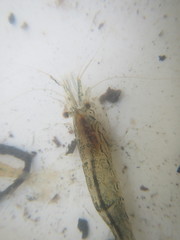 Paratya curvirostris