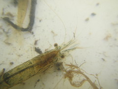 Paratya curvirostris