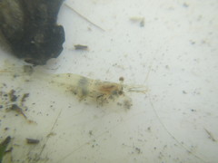 Paratya curvirostris