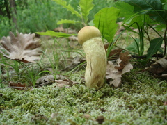 Leccinellum crocipodium