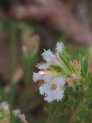 Leucopogon glacialis