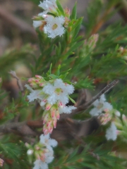 Leucopogon glacialis