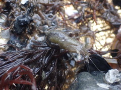 Philocheras australis