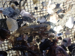 Favonigobius exquisitus
