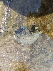 Dolabrifera nicaraguana