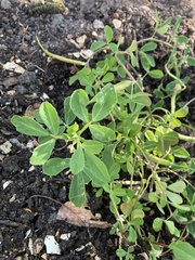 Trigonella foenum-graecum