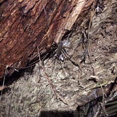 Pachyrhamma acanthocerum