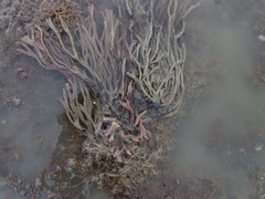 Callyspongia