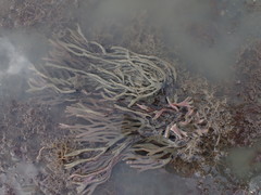 Callyspongia