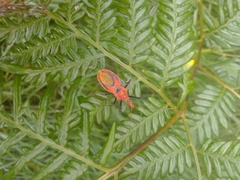Gminatus wallengreni