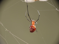 Argyrodes miniaceus