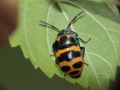 Chrysocoris fascialis