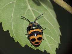 Chrysocoris fascialis
