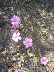Oxalis eckloniana