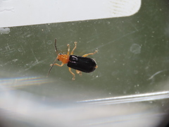 Haplosomoides chengi