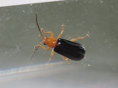 Haplosomoides chengi