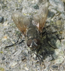Calyptratae