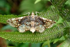 Omphisa anastomosalis