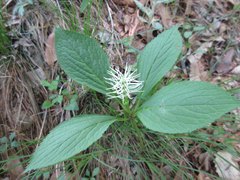 Chloranthus fortunei