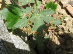 Ranunculus japonicus