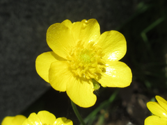 Ranunculus japonicus