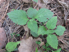 Phryma