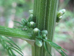 Asparagus schoberioides